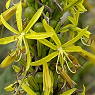 Asphodeline lutea