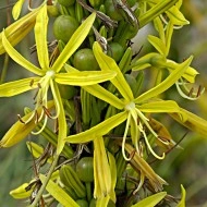 Asphodeline lutea - Img 5