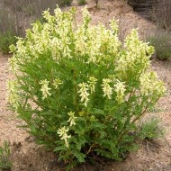Astragalus Membranaceus - Img 2