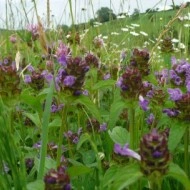 Busuioc de camp-Prunella Vulgaris - Img 8