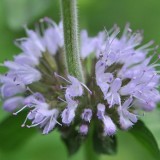 Busuiocul cerbilor-Mentha pulegium
