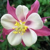 Caldarusa-Aquilegia Caerulea Rose Queen - Img 2