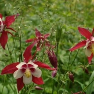 Caldarusa-Aquilegia Caerulea Rotstern - Img 2