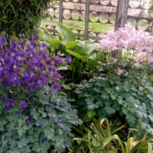 Caldarusa-Aquilegia Vulgaris Blue