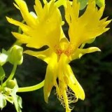 Canary creeper-Tropaeolum peregrinum
