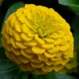 Carciumareasa Galbena