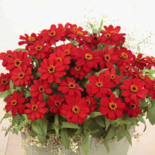 Carciumareasa Profusion double Red