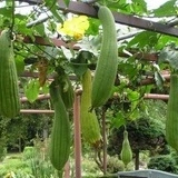 Castravete Luffa cylindrica