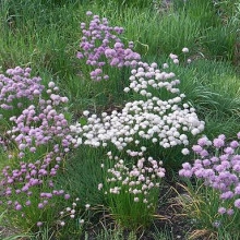 Ceapă de tuns-Chives - Img 2