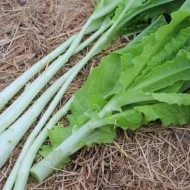 Celtuce-Lactuca sativa var.Augustana - Img 7