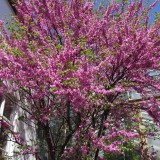 Cercis siliquastrum-Arborele Iudei