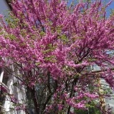 Cercis siliquastrum-Arborele Iudei - Img 1