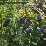 Cerinthe major purpurascens - Img 7
