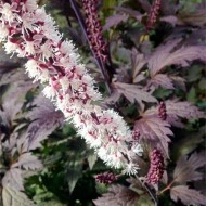 Cimicifuga Racemosa Atropurpurea - Img 2