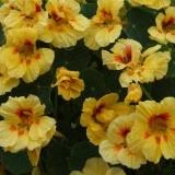 Condurasi Yellow Red