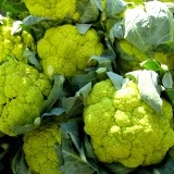 Conopida verde