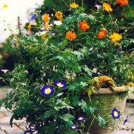Convolvulus tricolor mix