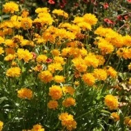 Coreopsis grandiflora Early Sunrise - Img 4