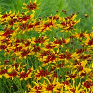 Coreopsis tinctoria Mardi Gras