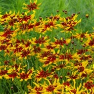 Coreopsis tinctoria Mardi Gras - Img 2