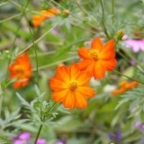 Cosmos bipinnatus Bright Lights
