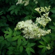 Creţușca-Filipendula ulmaria