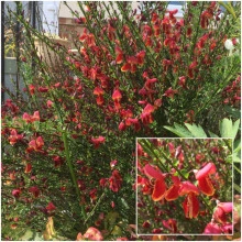 Cytisus Boskoop Ruby - Img 3