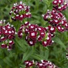 Dianthus barbatus-Garoafa turceasca Heimatland - Img 2