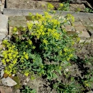 Drobusor-Isatis Tinctoria - Img 7