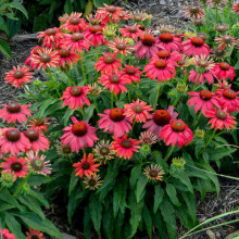 Echinacea Lakota red