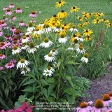 Echinacea Purpurea PowWow Wild Berry - Img 2