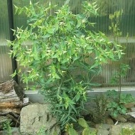 Euphorbia Lathyris-Planta Anticartita