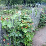 Fasolea Phaseolus coccineus