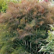 Fenicul Purpureum-Bronze fennel - Img 1