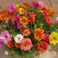 Flori de piatra-Portulaca Grandiflora - Img 6