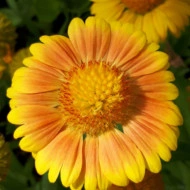 Gaillardia Aristata African Sunset - Img 1