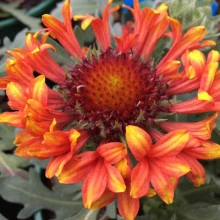 Gaillardia Fanfare Blaze - Img 1