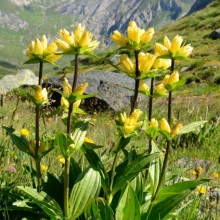 Gentiana Punctata