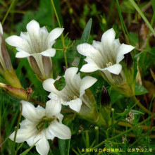 Gentiana Straminea