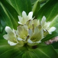 Gentiana Tibetica - Img 3