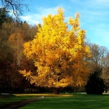 Ginkgo Biloba - Img 4
