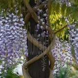 Glicina mov-Wisteria floribunda - Img 2