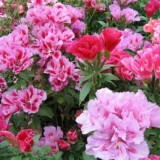 Godetia grandiflora