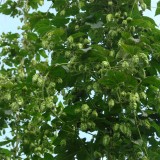 Hamei-Humulus lupulus