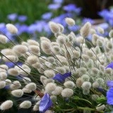 Iarba decorativa Lagurus ovatus