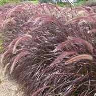 Iarba decorativa Pennisetum Setaceum Rubrum - Img 7