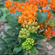 Iarba fluturilor-Asclepias tuberosa