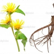 Iarbă mare-Inula helenium - Img 3