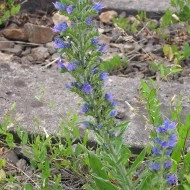 Iarba Sarpelui-Echium vulgare - Img 6