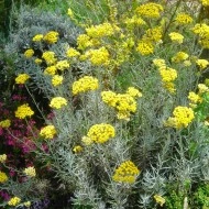 Imortela-Helichrysum arenarium-Siminoc - Img 5